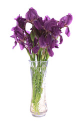 Irises in a vase, isolated.