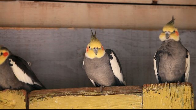 nymphensittiche