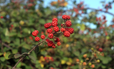 Blackberry on the shrub