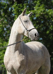 Portrait grey the arabian mare