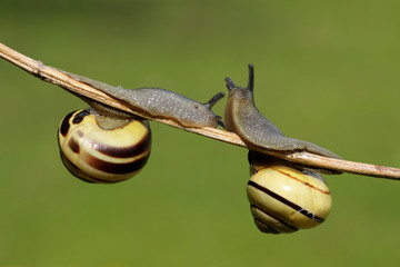 Closeup of two snails