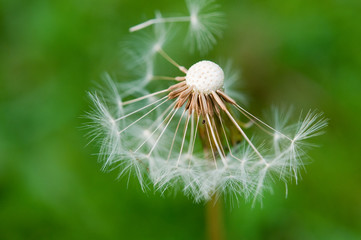Pusteblume