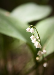 lily of the valley