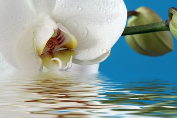orchidee mit wasser