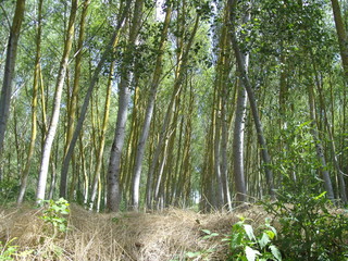 Bois du Marais d'Arçais