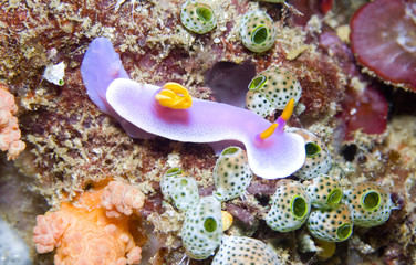 PinkNudibranch