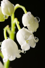 Lily of the valley