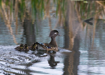 Baby wood Ducks