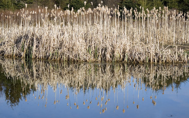 Reflection of Cattails