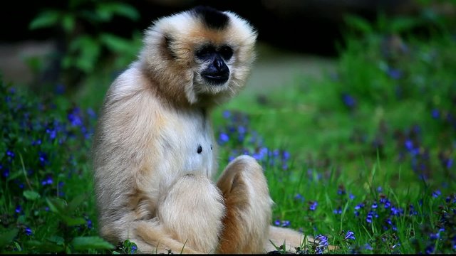 gibbon