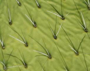 Cactus pattern