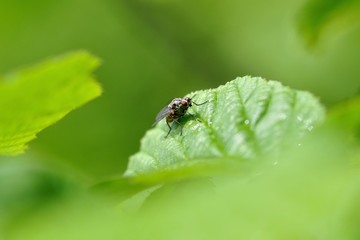 Fly 1