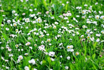 Fototapeta premium White daisy
