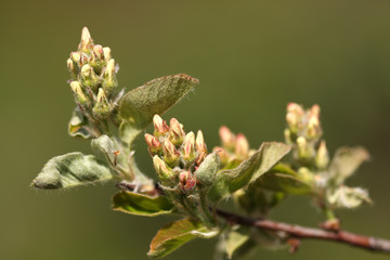 buds on branches Shadberry