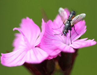 The fly on a pink flower