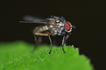 Fly 6