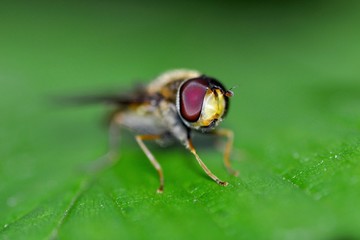 Episyrphus balteatus