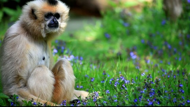gibbon