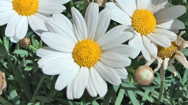 Margherite grandi