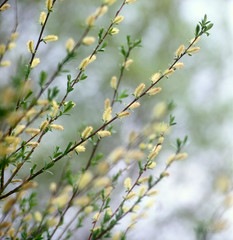 Spring willow.