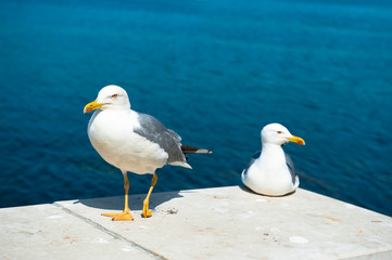 Two white seagulls on sea background, one walks another sit