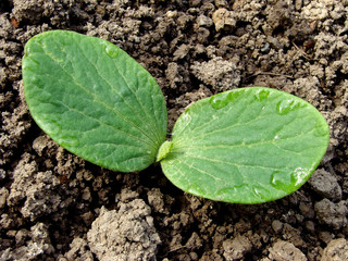pumpkin seedling