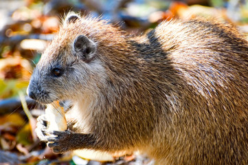 wild hutia eating bread