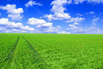 Green field and blue sky conceptual image.