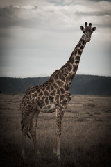 african giraffe