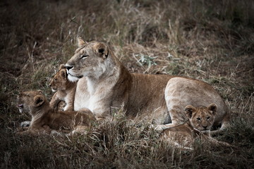 Fototapeta na wymiar lew afrykański rodziny