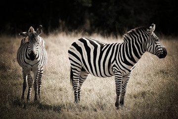 Fototapeta na wymiar afrykańskie zebry