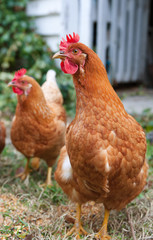 isobrown chickens in yard