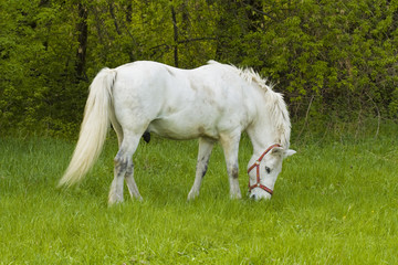 Obraz na płótnie Canvas White horse in a pasture