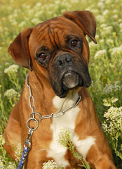 boxer