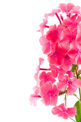 Pink phlox