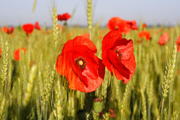 Wild Poppy