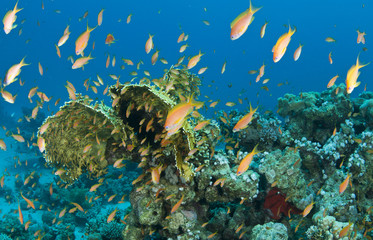 Anthias fish in red sea