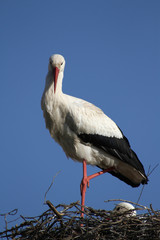 Storch im Nest