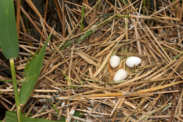 Naklejka na ściany i meble Spoonbill (Platalea leucorodia) Gniazdo z jajami