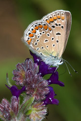 common blue (Polyommatus icarus ) on the violet  flower