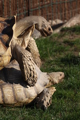 Spornschildkröten bei der Paarung