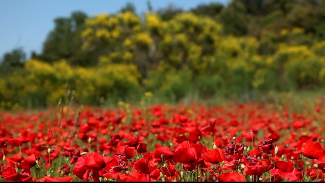Un air de Provence - Coquelicots et gen&ecirc;ts