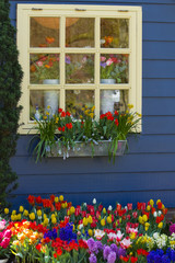 Fototapeta na wymiar Window with colorful flowers in spring