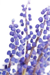 bunch of grape hyacinth