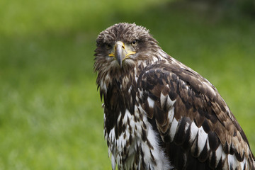Weißkopfseeadler (Jungtier)