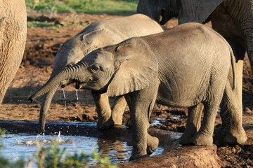 Young African Elephants