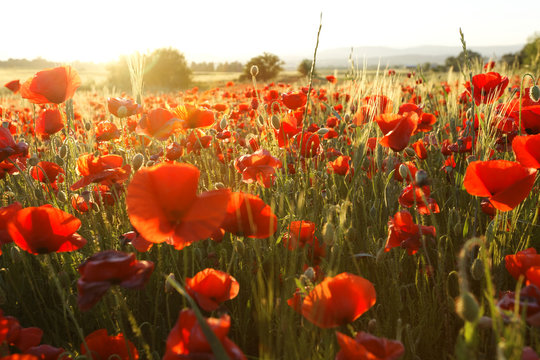 coquelicot