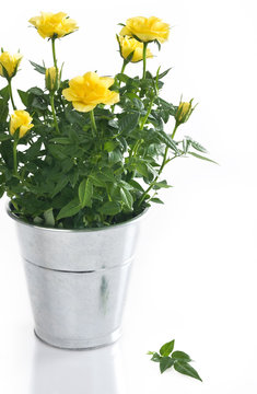 Yellow roses