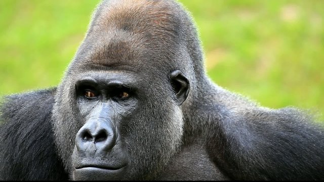 gorilla