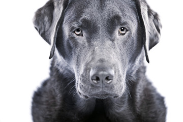 Strong Labrador against White Background
